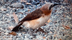 Turdoides gymnogenys