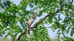 Myiarchus swainsoni