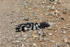 Spilogale gracilis