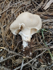 Leucoagaricus carneifolius