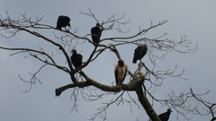 Sarcoramphus papa image