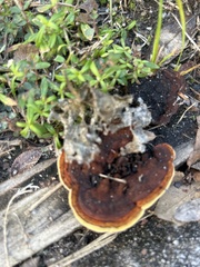 Gloeophyllum sepiarium