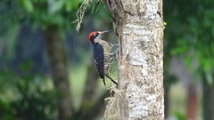Melanerpes pucherani