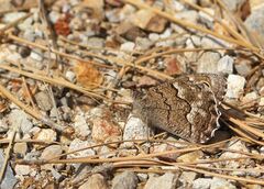 Hipparchia tamadabae