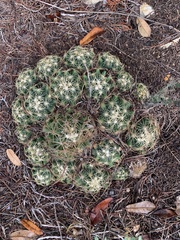 Coryphantha sulcata