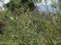 Phragmites mauritianus