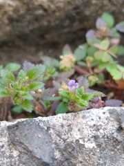 Stemodia verticillata