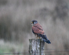 Falco tinnunculus tinnunculus