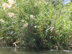 Phragmites mauritianus