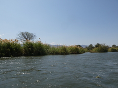 Phragmites mauritianus