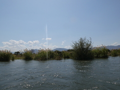 Phragmites mauritianus