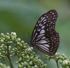 Ideopsis juventa