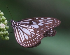 Ideopsis juventa