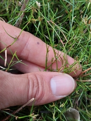 Schoenus maschalinus