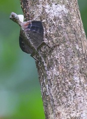 Draco