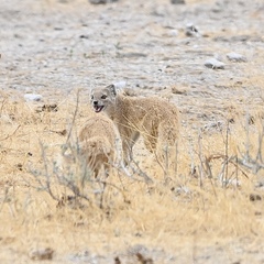 Cynictis penicillata