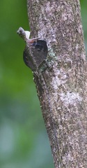 Draco