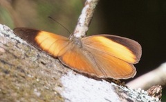 Cirrochroa orissa