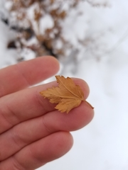 Acer glabrum