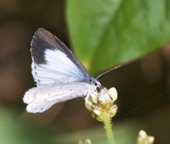 Udara aristius