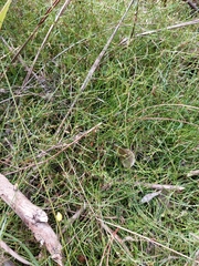 Schoenus maschalinus