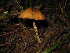 Psilocybe zapotecorum