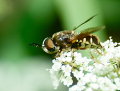 Stratiomys badia