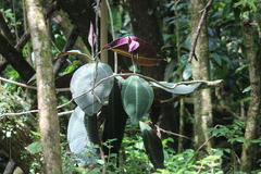 Miconia calvescens