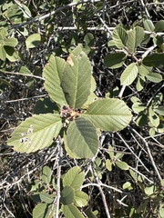 Frangula californica
