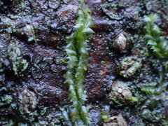 Lophocolea bidentata