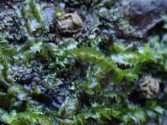 Lophocolea bidentata