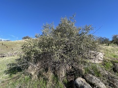 Frangula californica