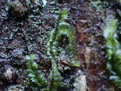 Lophocolea bidentata