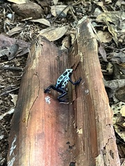 Dendrobates tinctorius