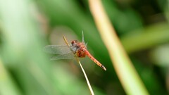 Erythrodiplax corallina