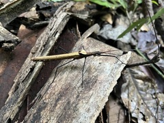 Pseudophasma phthisicum
