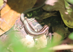 Emoia cyanura