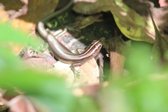 Emoia cyanura