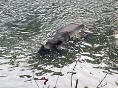 Rhinoceros unicornis