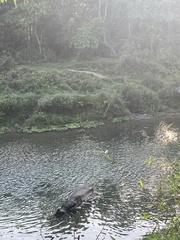 Rhinoceros unicornis