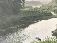 Rhinoceros unicornis