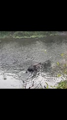 Rhinoceros unicornis