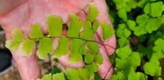 Adiantum tenerum