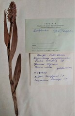 Dactylorhiza incarnata incarnata