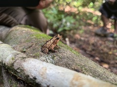 Rhinella margaritifera