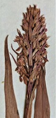 Dactylorhiza incarnata incarnata