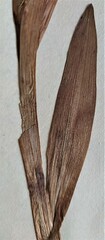 Dactylorhiza incarnata incarnata