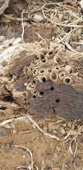 Gnathamitermes