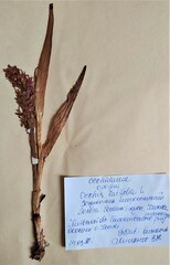 Dactylorhiza incarnata incarnata