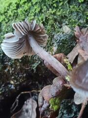 Mycena maculata